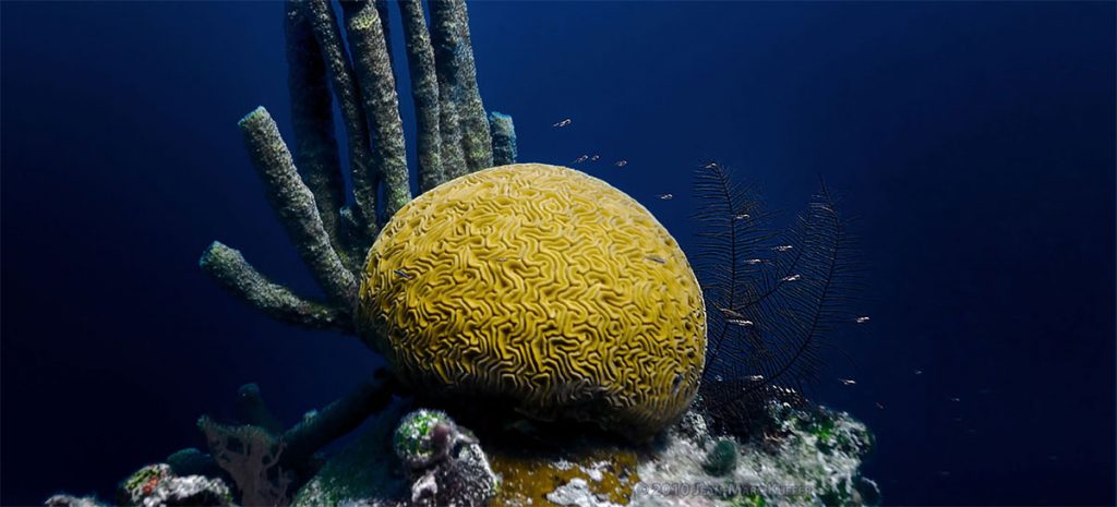 Brain Coral Belize