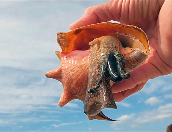 Conch Season Officially Opens - MyBelize.Net